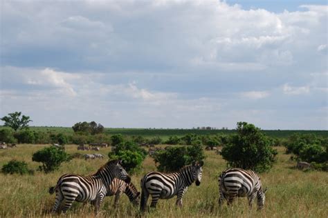 Wildlife In Masai Mara Zebra(Heard) Free Stock Photo - Public Domain ...