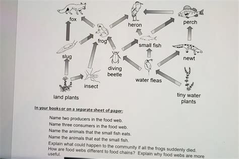 Fox Food Chain To Plant