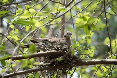 Nesting Mourning Dove Photograph by JG Thompson - Fine Art America