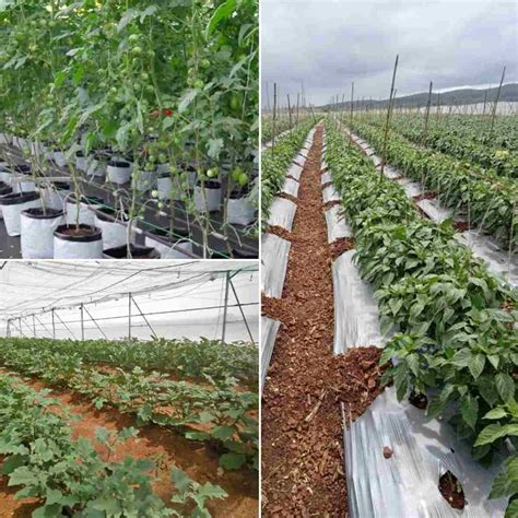 Vegetable Farming Business Plan for High Yield and Profits | Agri Farming