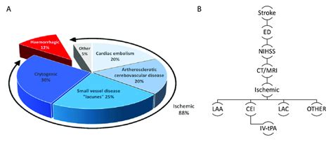 (A) Stroke subtypes based on the TOAST (Trial of Org 10172 in Acute ...