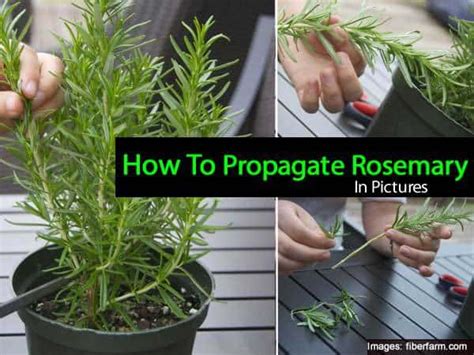 Rosemary Plant: How To Care For The Herb Rosemary