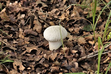 Common Puffball Mushroom In Leaves Free Stock Photo - Public Domain Pictures