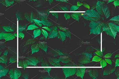 Green leaf background and white fram | Nature Stock Photos ~ Creative Market