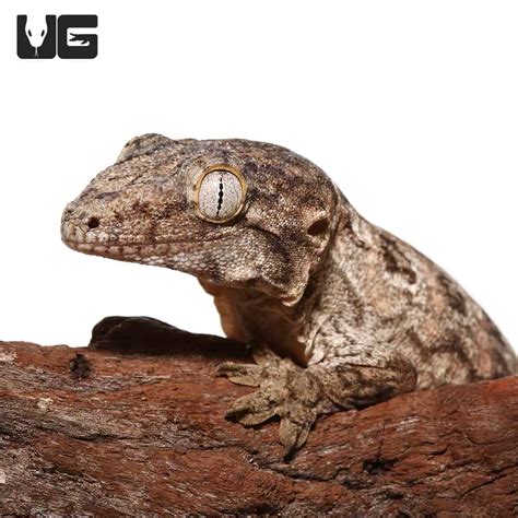 Juvenile GTX Leachianus Geckos (Rhacodactylus leachianus) For Sale - Underground Reptiles