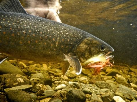 Dolly Varden: All You Need To Know - Trout Unlimited