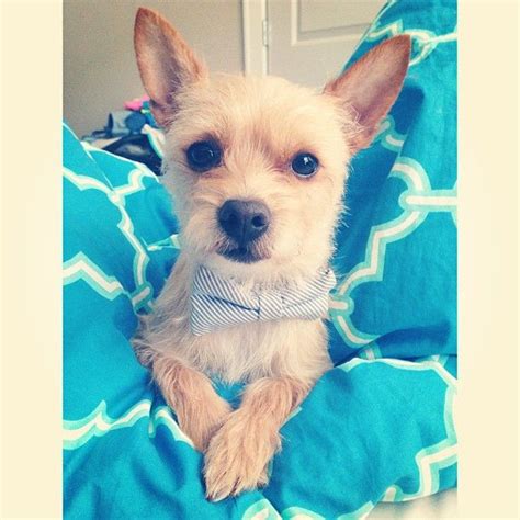 Cairn Terrier Chihuahua Mix Puppy - Pets Lovers