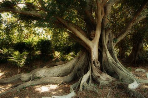 Unique Tree Species around the World | American Forests