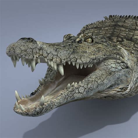 realistic crocodile animation 3d model