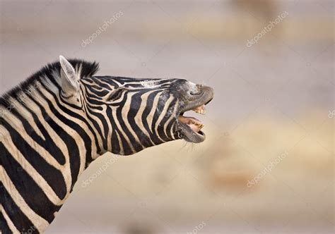 Zebra showing teeth — Stock Photo © gddevries #9316813