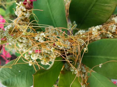 Dodder (Cuscuta) - parasitic plant (426)