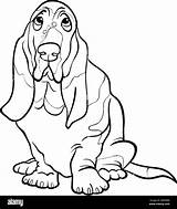 Basset hound dog Cartoon For coloring Book Stock Vector Image & Art  Alamy sketch template