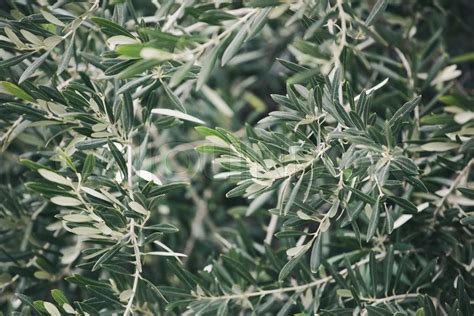 Image Of Olive Tree Background. | Stock image | Colourbox