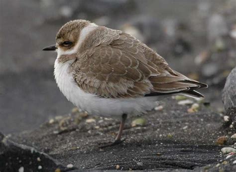 Kentish Plover – Radioactive Robins and other birds