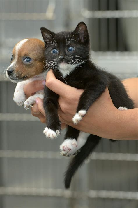 Abandoned puppy and kitten become best friends (12 pics) | Amazing Creatures