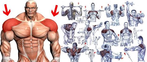 Double Phase Shoulder Width And Growth Workout Plan | Project NEXT