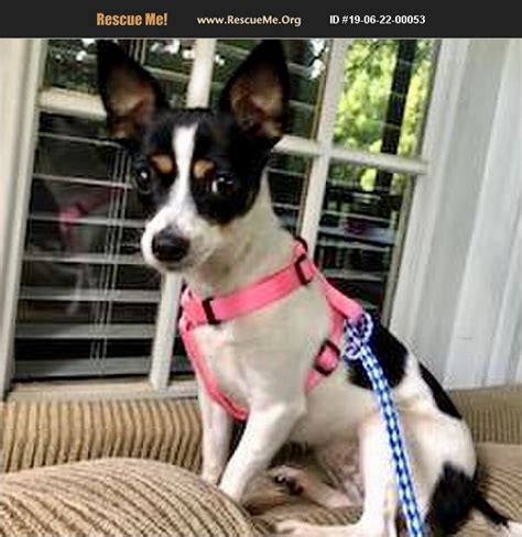 ADOPT 19062200053 ~ Rat Terrier Rescue ~ Charlotte, NC