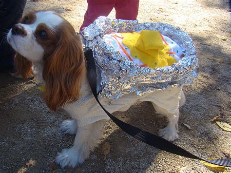 6 Last-Minute Dog Halloween Costume Ideas