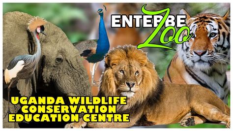 Exploring Entebbe Zoo | Uganda Wildlife Conservation Education Centre | Nasyas Wonders - YouTube