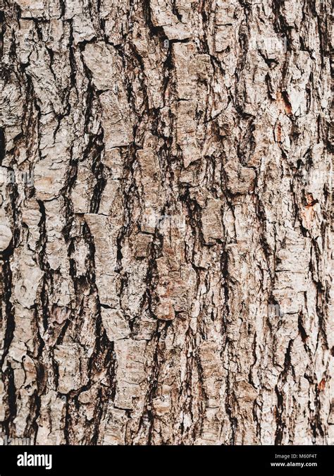 Bark of Elm. Seamless Tileable Texture. Old wood skin. Natural ...