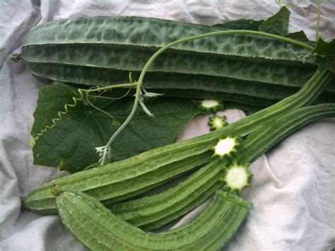 Ridged Luffa Edible Gourd, 3 g : Southern Exposure Seed Exchange ...