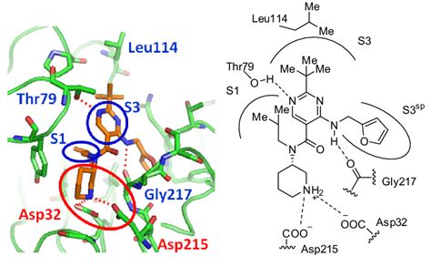 Crystal structure of 14 in complex with human renin (2.7 Å resolution):... | Download Scientific ...