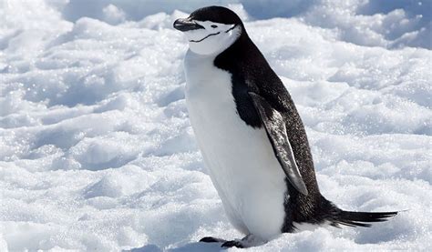 Chinstrap Penguin - Facts, Diet & Habitat Information