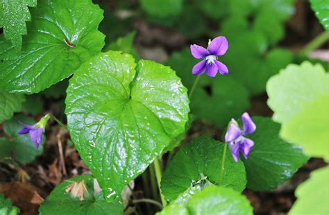 Wild Violets Photograph by Larry Kniskern - Fine Art America