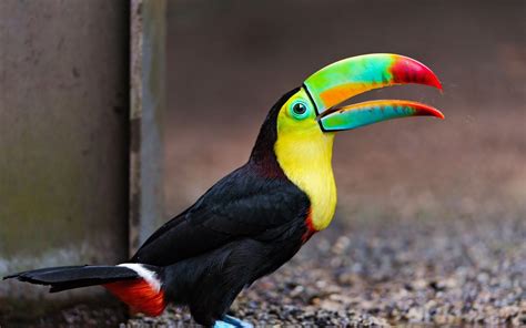 Toucan Image - ID: 271321 - Image Abyss