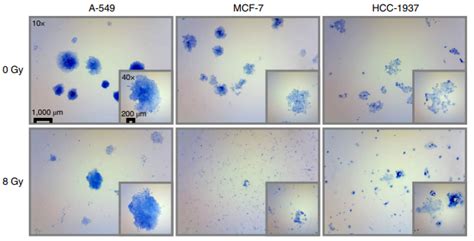 CIX2 Used to Expand Clonogenic Assay Protocol - Xstrahl