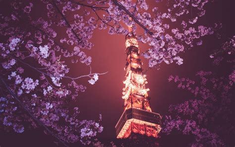 Wallpaper : Japan, flowers, night, branch, cherry blossom, spring, Tokyo Tower, flower, plant ...