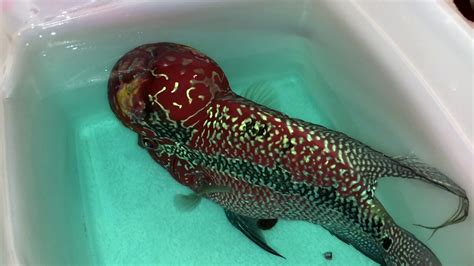 Flowerhorn KOK Injury, Treatment, Healing Super Red Dragon - YouTube