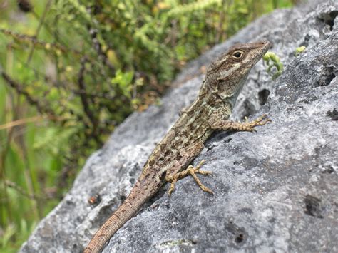 A Changing Climate – The Birth of Biophysical Ecology and Modern Reptile Thermobiology – Anole ...