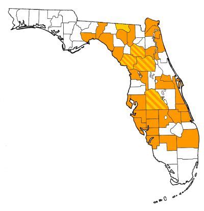 Alligator mississippiensis – Florida Vertebrate Fossils