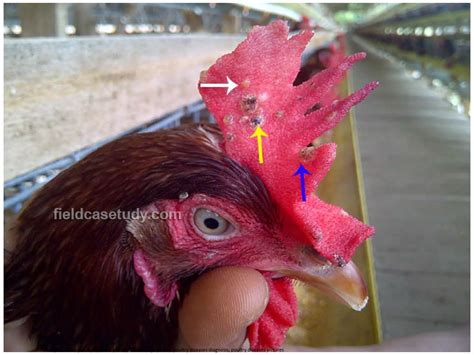 Avian pox, Fowl Pox Symptoms in Chickens | PPT | Free Download