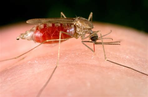 Free picture: female, anopheles, freeborni, taking, blood, meal, human ...