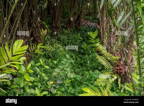 Salak plantation hi-res stock photography and images - Alamy