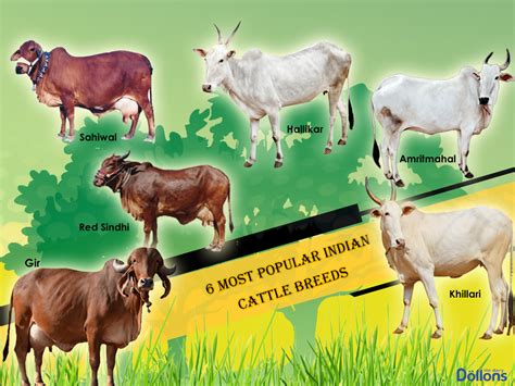 6 Most Popular Indian Cattle Breeds - Dollons