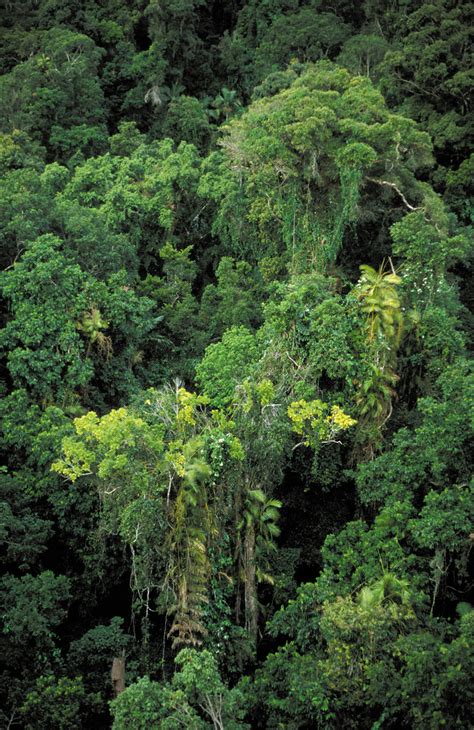 Tropical rainforest canopy nea - CSIRO Science Image - CSIRO Science Image