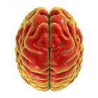 Illustration of human brain on white background. — lateral, digital - Stock Photo | #243438568