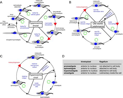 Overview about the life cycles of the human pathogenic kinetoplastids.... | Download Scientific ...