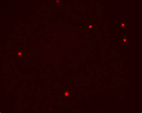 NucRed™ live-cell nucleic acid stain | ABP Biosciences