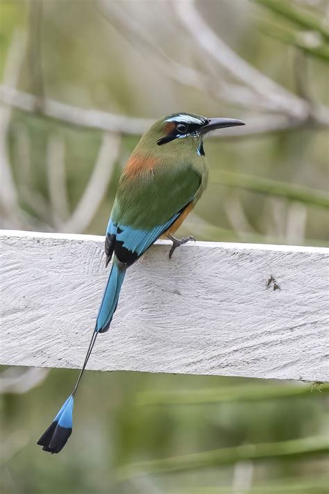 Turquoise-browed motmot - Wikiwand