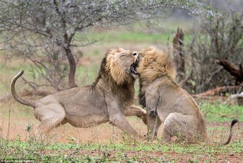 Lion Vs Lion Fight Photos: Drama As Lion Beat Up Rival Who Interrupted His Mating ...