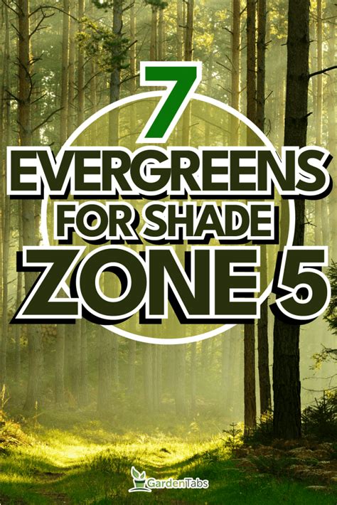 7 Evergreens For Shade Zone 5