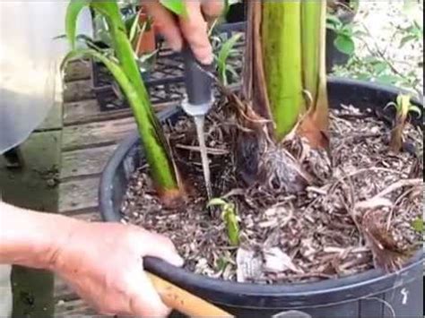 How to Propagate Banana Plants - YouTube