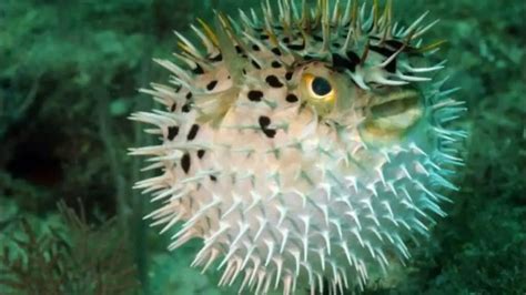 Pufferfish Facts: Nature’s Deadliest | Science Facts