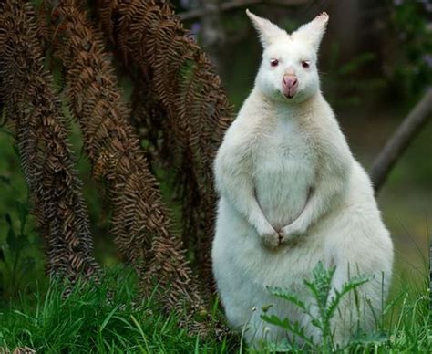 Cute Albino Animals