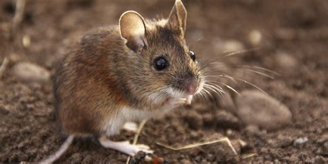 Thousands Of Mice Run Amok | HuffPost