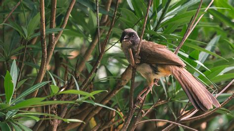 Fotos gratis : pájaro, pico, fauna silvestre, Comunidad vegetal, adaptación, organismo ...